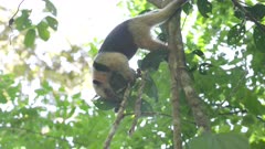 a lesser anteater hanging down from a tree and eating ants in the rainforest at corcovado national park of costa rica