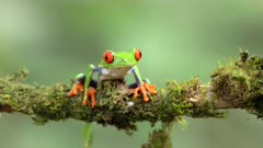 a front on shot of a red-eyed tree frog sitting on a branch in a garden at sarapiqui in costa rica
