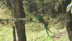 a male resplendent quetzal watches as a female works on a nest hollow in a tree at a cloud forest of costa rica