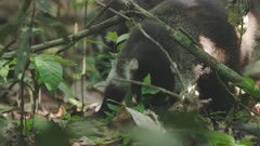 close up of a white-nosed coati foraging on the forest floor at corcavado national park of costa rica