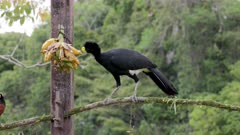 a male great curassow bird and a montezuma oropendola feed on a bunch of bananas at an ecolodge in boca tapada of costa rica