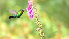 a slow motion shot of a fiery-throated hummingbird feeding and landing on a pink foxglove flower at a garden in costa rica