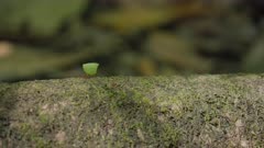 a slow motion shot of a a leaf-cutter ant carries a small piece of a leaf across a fallen tree trunk at corcovado national park of costa rica