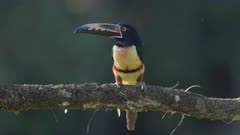 a slow motion front view of a collared aracari perched on a tree branch at boca tapada of costa rica