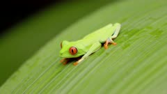 a red-eyed tree frog on a large green leaf at la paz waterfall gardens in costa rica
