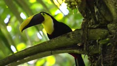 a close shot of a yellow-throated toucan perched in a fruiting palm tree at corcovado national park of costa rica