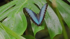a slow motion clip of a blue morpho butterfly opening its wings while resting on a monstera leaf in costa rica