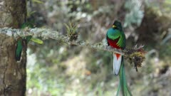 a male resplendent quetzal regurgitates an avocado seed while resting on a perch at a cloud forest of costa rica
