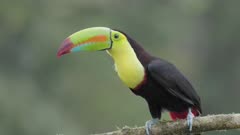 a slow motion close shot of a keel-billed toucan perched on a branch at boca tapada in costa rica