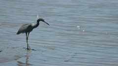 a slow motion clip of a little blue heron hunting along the rio sirena river at corcovado national park of costa rica