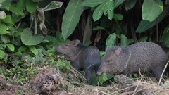 a dusk tracking shot a collared peccary herd feeding at corcovado national park of costa rica