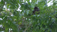 a baby spider monkey sitting in a tree at corcovado national park of costa rica