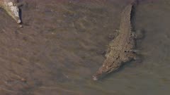 a slow motion shot of american crocodile swimming past another crocodile in the tarcoles river of costa rica