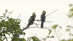 a pair of anhinga birds face each other while perching in a tree at everglades national park in florida, usa
