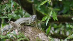 a front view of a black spiny-tailed iguana in a tree at boca tapada in costa rica