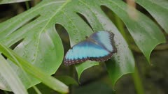 a slow motion clip of a blue morpho butterfly opening and closing its wings while resting on the leaf of a monstera plant in costa rica
