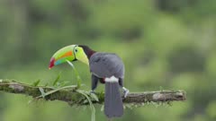 a rear view of a keel-billed toucan perched on a tree branch in costa rica
