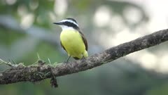 a high frame rate front view of a great kiskadee bird perching on a branch at boca tapada in costa rica