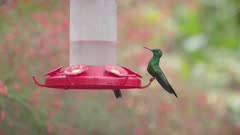 a slow motion clip of a male green-crowned brilliant hummingbird at a bird feeder in costa rica