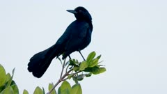 a male boat-tailed grackle perching on a branch at merritt island national wildlife refuge in florida, usa