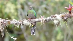 a front view of a female resplendent quetzal perching on a tree branch at a cloud forest of costa rica