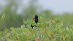 a wide shot of a red-winged blackbird perching on a pond apple tree and calling at merritt island national wildlife refuge in florida, usa
