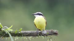 a high frame rate close shot of a great kiskadee perching on a branch at boca tapada in costa rica