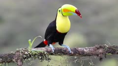 a slow motion clip of a keel-billed toucan perched on a branch turning its head at boca tapada in costa rica