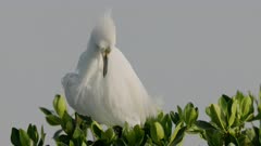 a close up of a snowy egret preening its feathers at merritt island national wildlife refuge of florida, usa