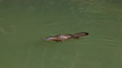 tracking shot of a platypus swimming in a sunlit pool of the broken river at eungella national park of queensland , australia