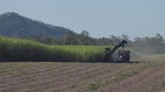 a wide shot of a sugarcane harvester and tractor cutting cane near mackay, queensland