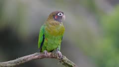 a slow motion clip of brown-hooded parrot perched on a branch and facing the camera at boca tapada in costa rica