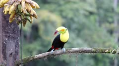 a high frame rate clip of a keel-billed toucan feeding on a bunch of bananas at boca tapada in costa rica
