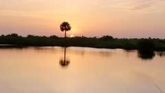 a sunset shot of a palm tree and tidal lagoon in the wetlands at merritt island national wildlife refuge of florida, usa