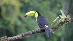 a slow motion rear view clip of a keel-billed toucan perching on a branch in costa rica