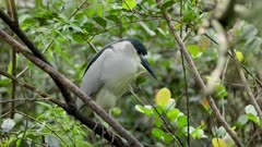 a close up shot  of a black-capped night heron perching in a tree at a wildlife sanctuary of florida, usa