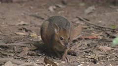a musky rat-kangaroo, the smallest kangaroo, feeding on the rainforest floor at lake eacham in nth qld, australia