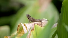 a slow motion side view of an introduced brown anole lizard resting on a leaf in a park at fort lauderdale of florida, usa