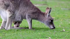 an eastern grey kangaroo joey, in a pouch, and its mother graze together at a park in the snowy mountains of nsw, australia