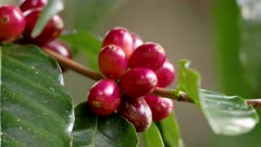 an extreme close up of ripe coffee berries on a bush at the atherton tablelands in north qld, australia