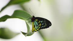 a slow motion tilt up clip of a male cairns birdwing butterfly resting on a leaf at kuranda in north qld, australia