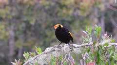 a male regent bowerbird perching on a branch at o'reillys rainforest retreat in lamington national park of sth qld, australia