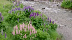 a close view of pink and purple lupin wildflowers beside a small stream near lindis pass on the south island of new zealand