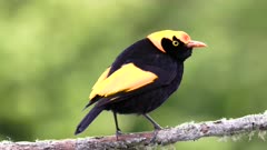 a high frame rate rear view of a male regent bowerbird perching on a branch at o'reillys rainforest retreat in lamington national park of sth qld, australia