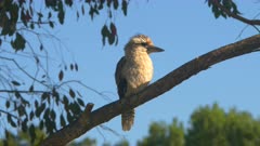 a summer morning clip of a kookaburra perching on a branch at a park in khancoban of the snowy mountains of nsw, australia