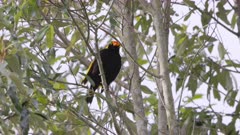 a male regent bowerbird perching in a small tree at o'reillys rainforest retreat in lamington national park of sth qld, australia