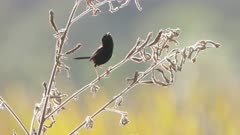 a slow motion shot of a male red-backed fairywren perching on a shrub stem at tyto wetlands in ingham of nth qld, australia