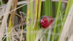 a male crimson finch gathers grass seeds at tyto wetlands in ingham of qld, australia