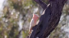 a major mitchell's cockatoo cockatoo perching on a tree trunk at outback queensland, australia