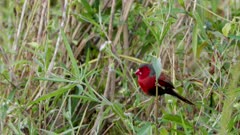 a male crimson finch perching on the stem of a bush in tyto wetlands at ingham of qld, australia